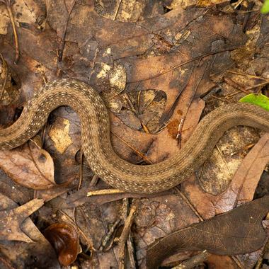DeKay's Brownsnake