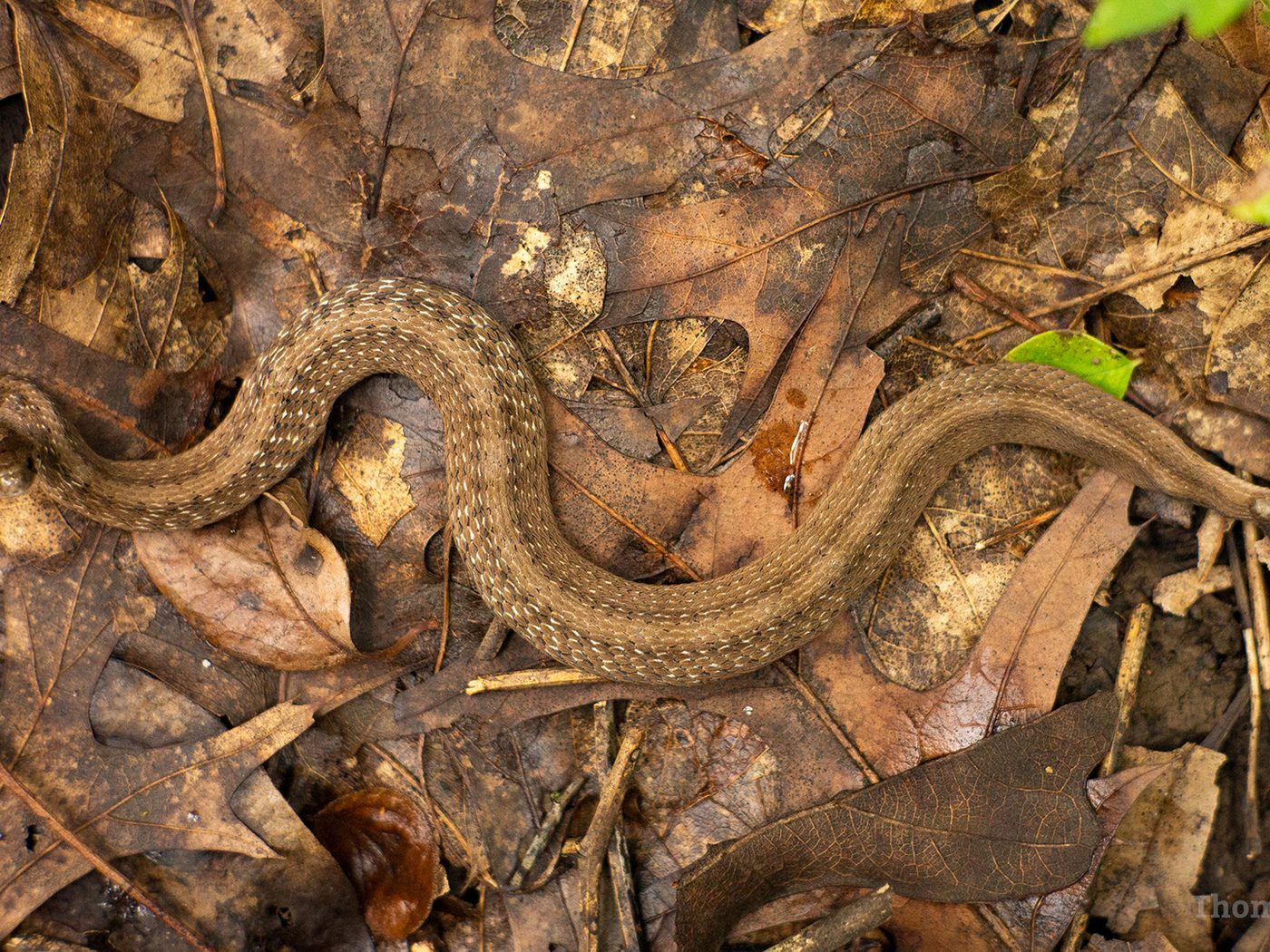 DeKay's Brownsnake (Storeria dekayi)
