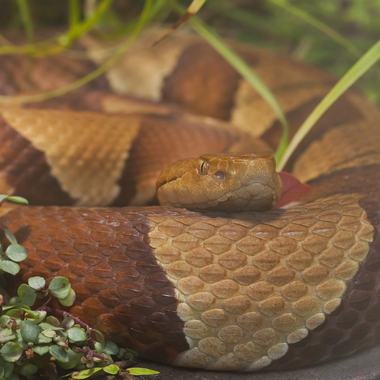 Eastern Copperhead