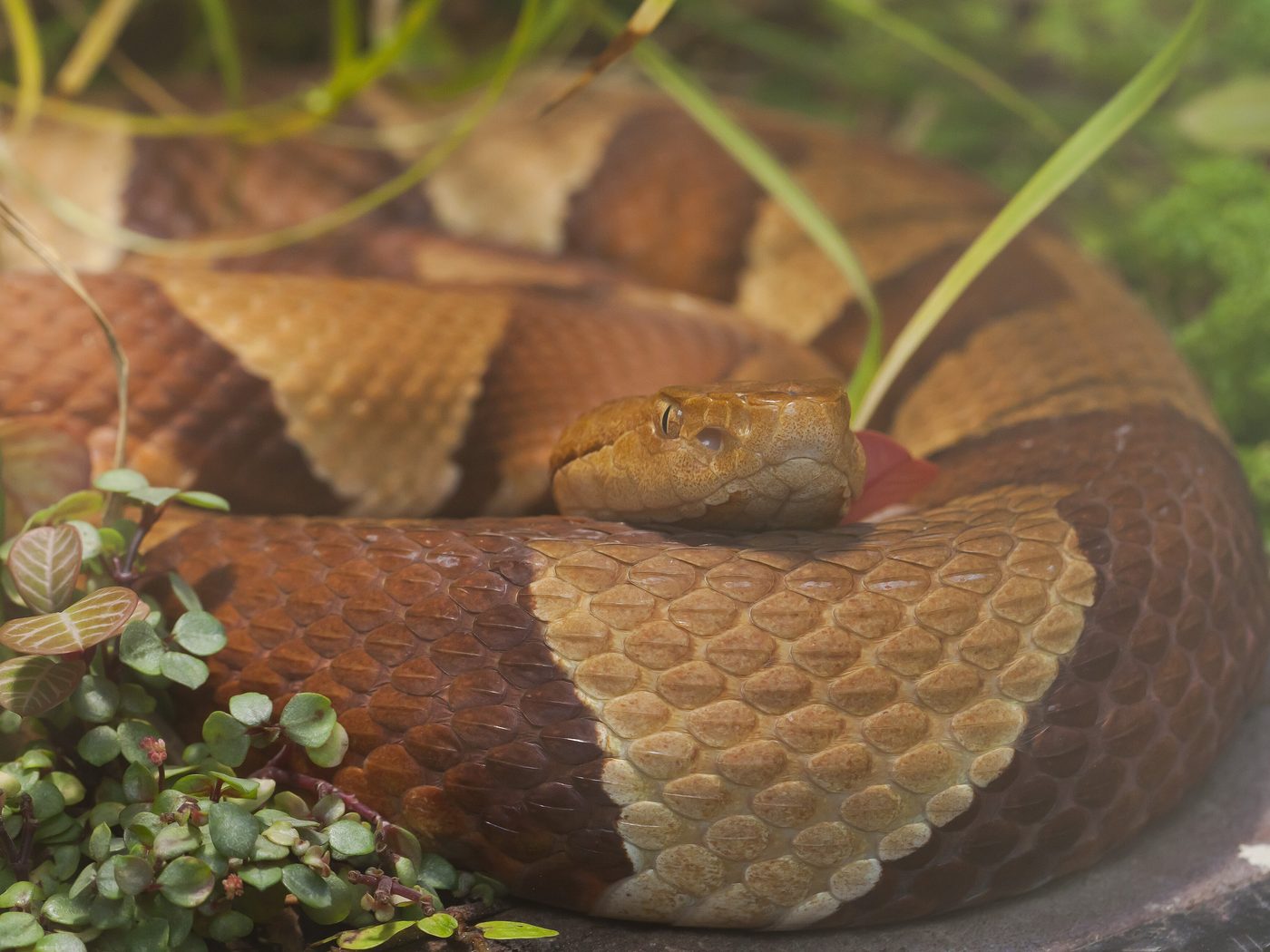 An eastern copperhead coiled in leaf litter, its dark hourglass crossbands widest along the flank