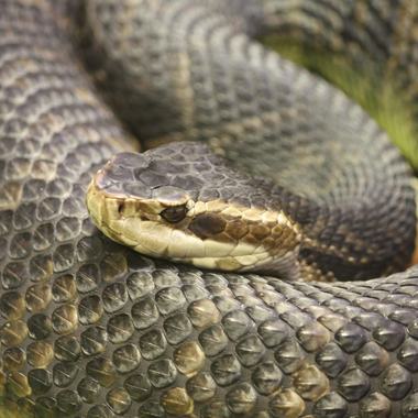 Northern Cottonmouth