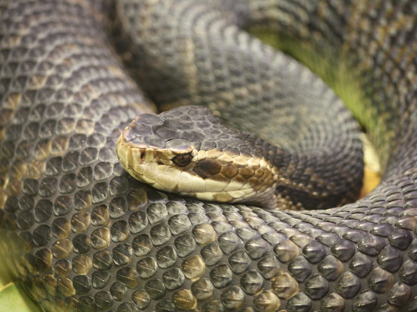 Northern Cottonmouth (Agkistrodon piscivorus)