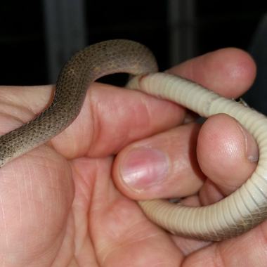 Smooth Earthsnake