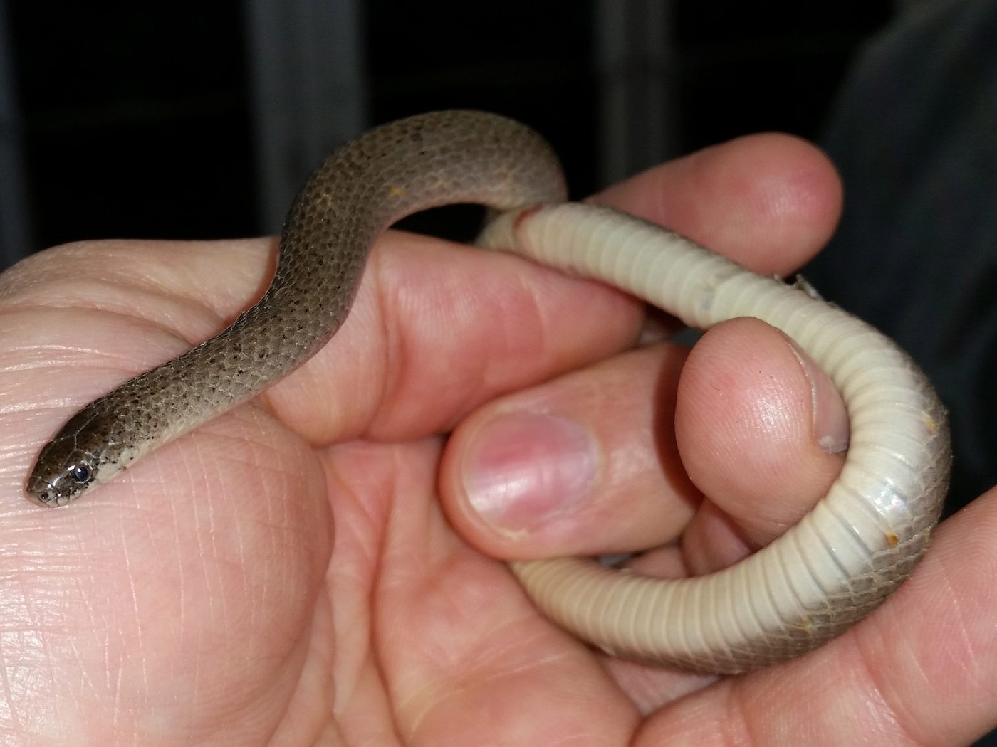 Smooth Earthsnake (Virginia valeriae)