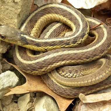 Common Gartersnake