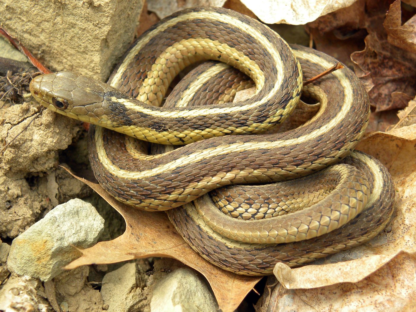 Common Gartersnake (Thamnophis sirtalis)
