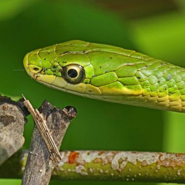 Rough Greensnake