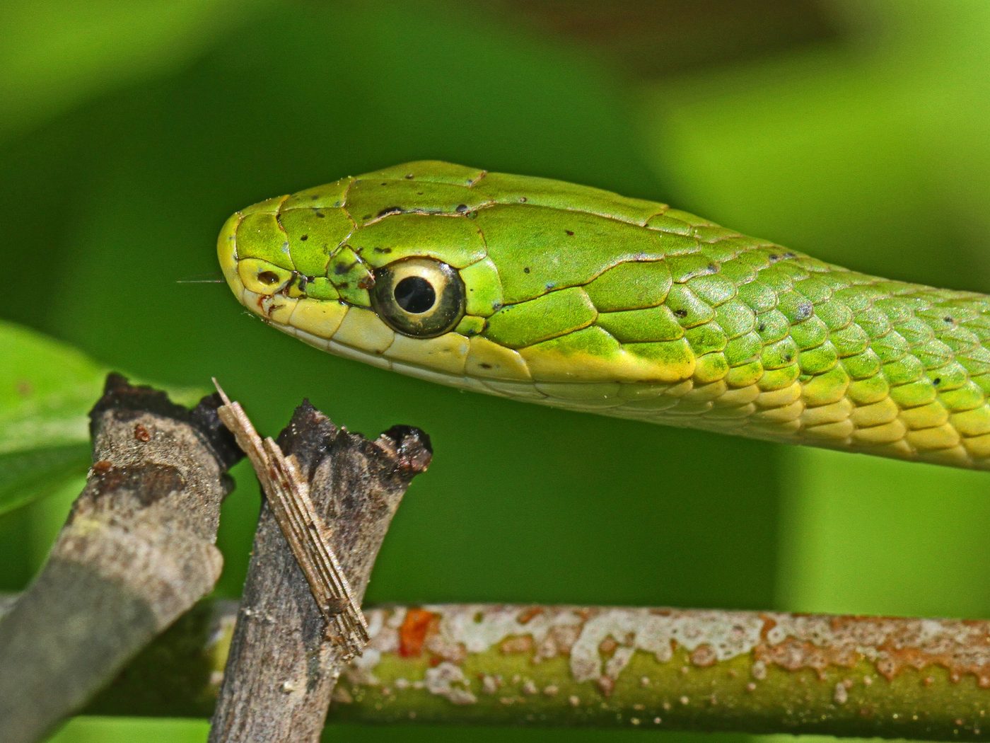 Rough Greensnake (Opheodrys aestivus)