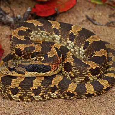 Eastern Hog-nosed Snake