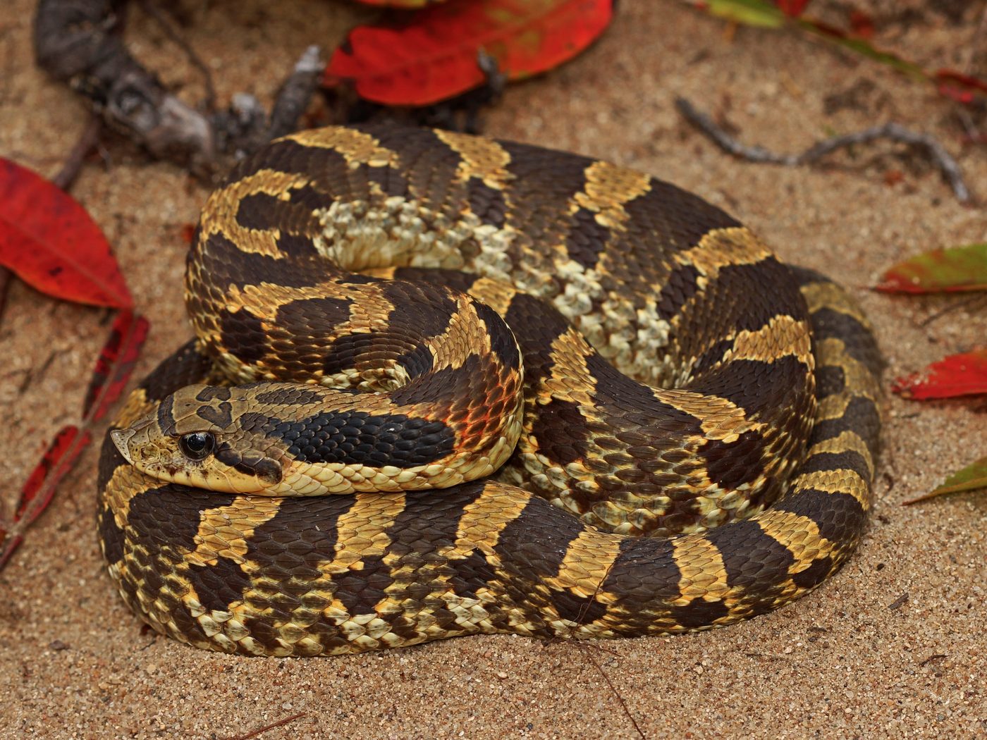 Eastern Hog-nosed Snake (Heterodon platirhinos)
