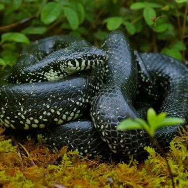 Eastern Black Kingsnake