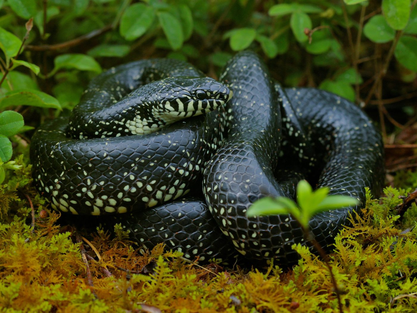 Eastern Black Kingsnake (Lampropeltis nigra)