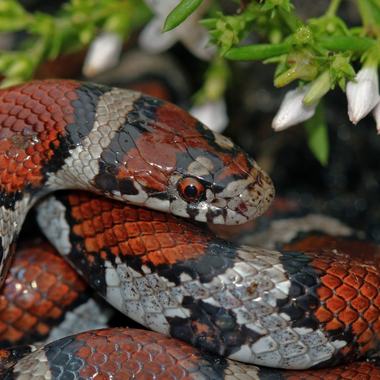 Milksnake