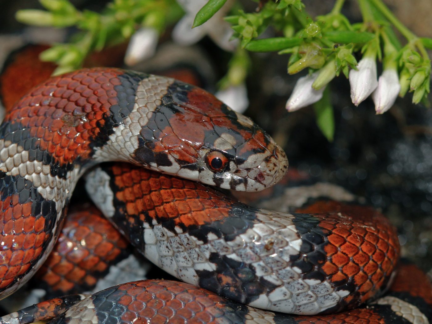 Milksnake (Lampropeltis triangulum)