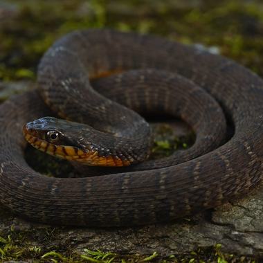 Plain-bellied Watersnake