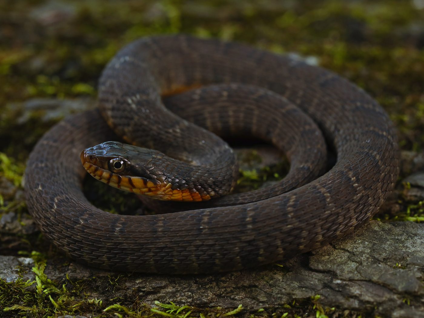 Plain-bellied Watersnake (Nerodia erythrogaster)
