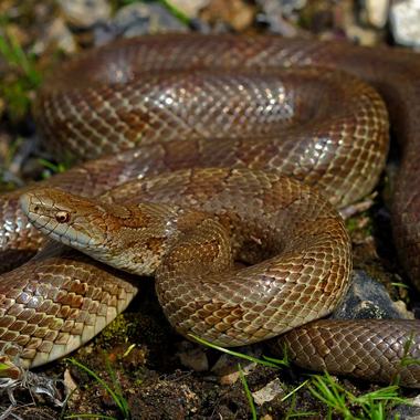 Prairie Kingsnake