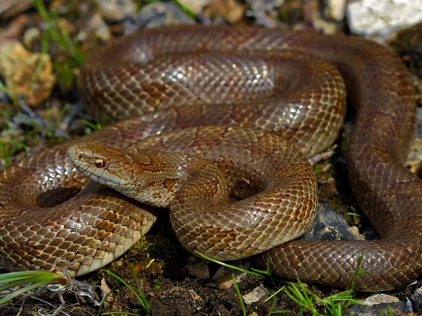 Prairie Kingsnake (Lampropeltis calligaster)