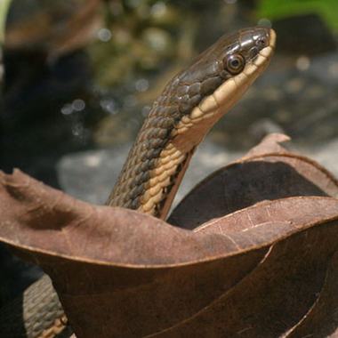Queensnake