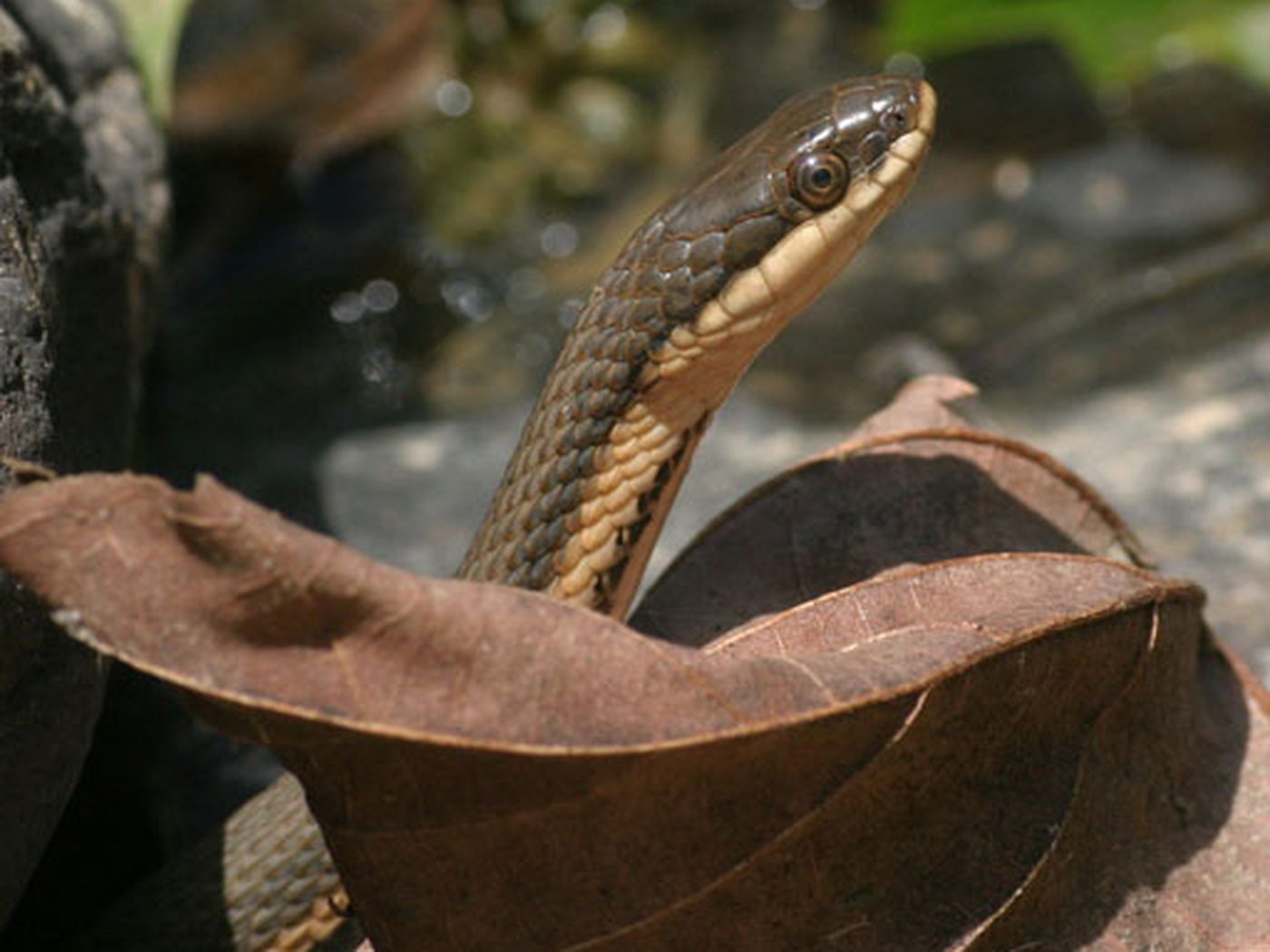 Queensnake (Regina septemvittata)
