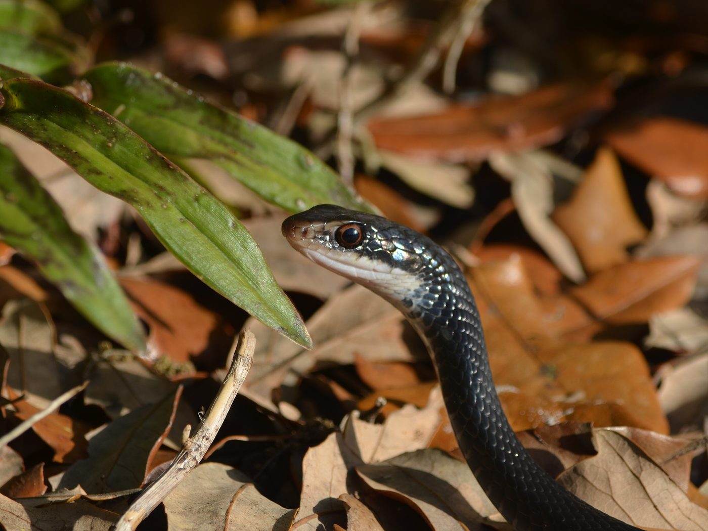 North American Racer (Coluber constrictor)