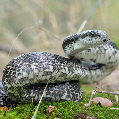 Gray Ratsnake
