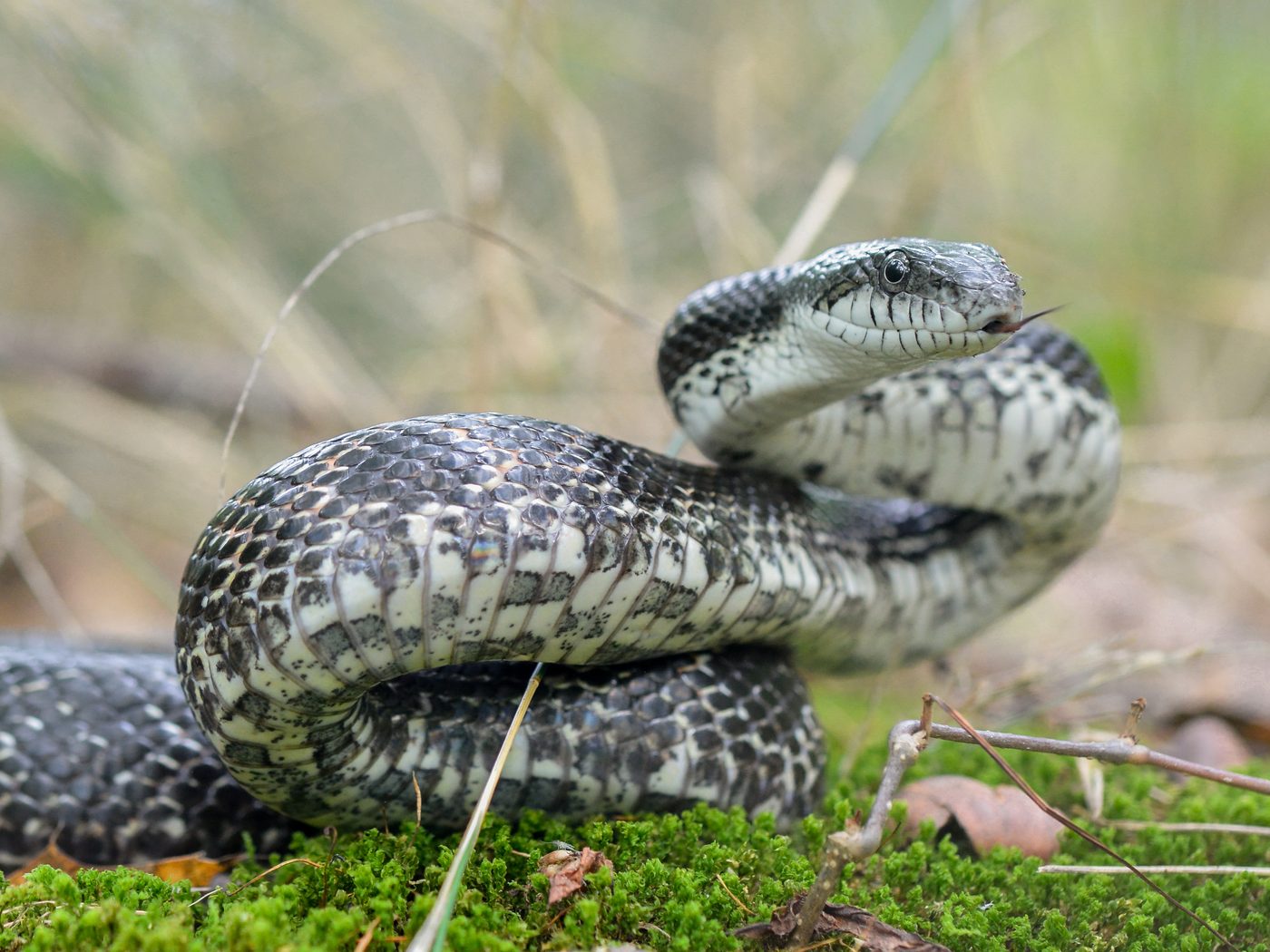 Gray Ratsnake (Pantherophis spiloides)