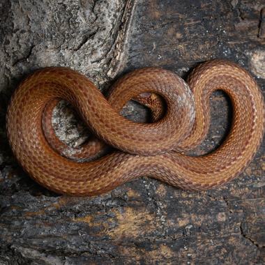 Red-bellied Snake