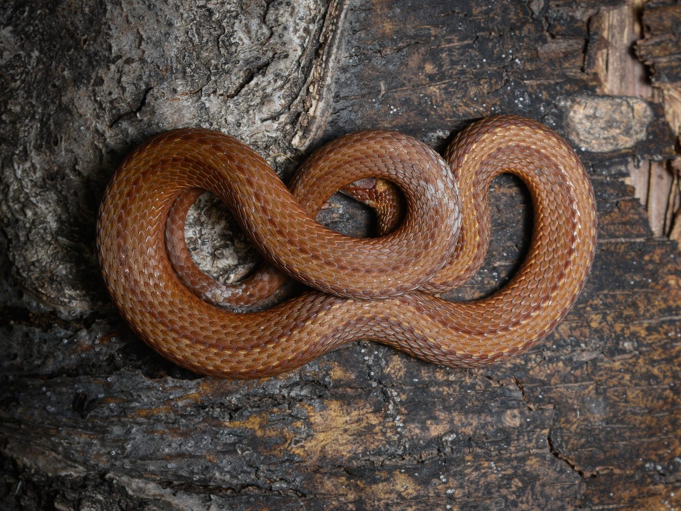 Red-bellied Snake (Storeria occipitomaculata)