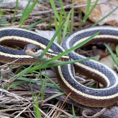 Common Ribbonsnake