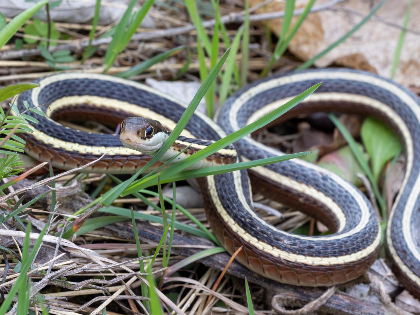 Common Ribbonsnake (Thamnophis saurita)