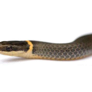 Ring-necked Snake
