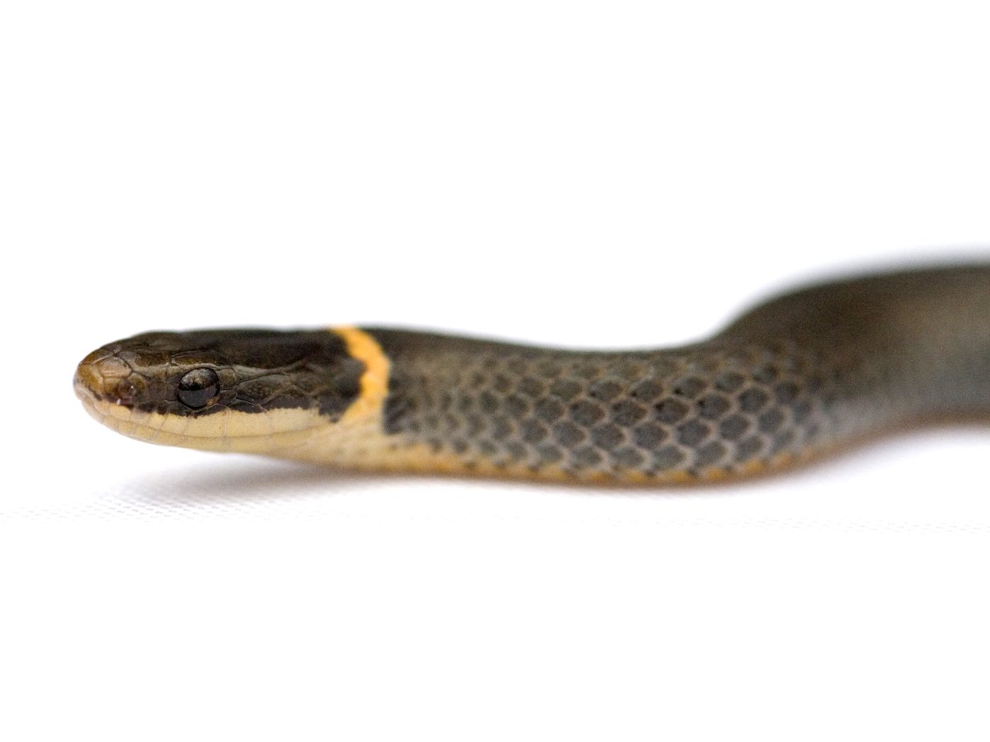 Ring-necked Snake (Diadophis punctatus)