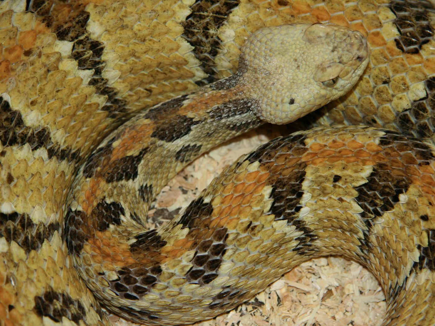 Timber Rattlesnake (Crotalus horridus)
