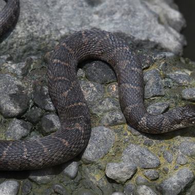 Northern Watersnake