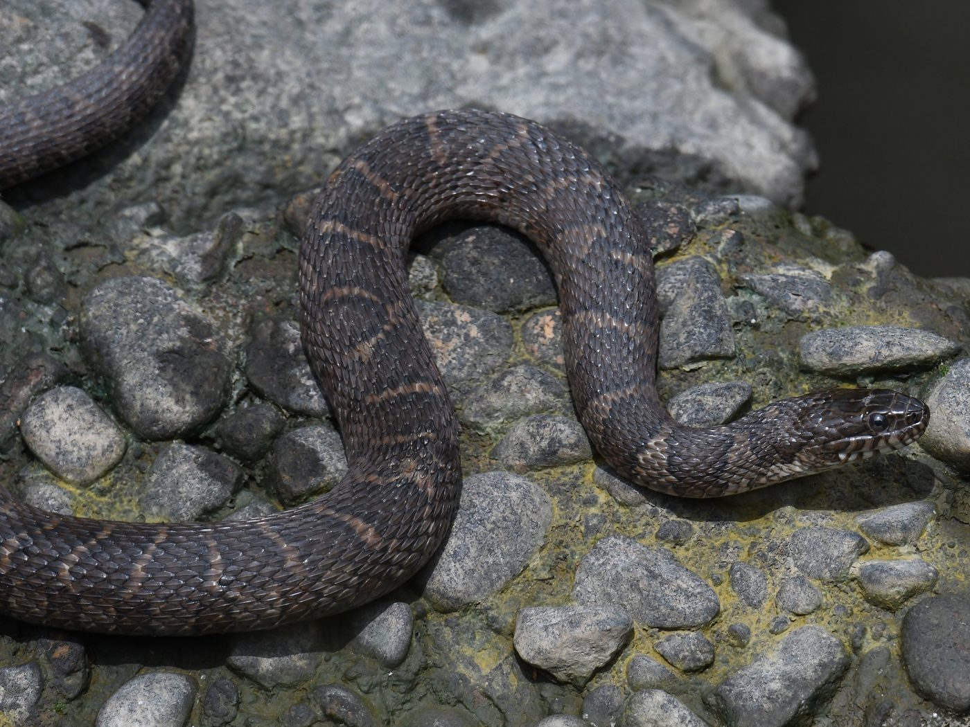 Northern Watersnake (Nerodia sipedon)