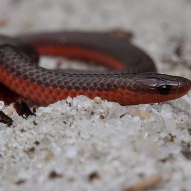 Eastern Wormsnake