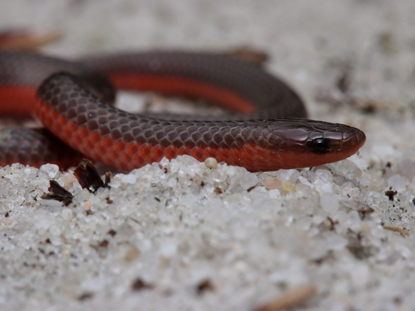 Eastern Wormsnake (Carphophis amoenus)