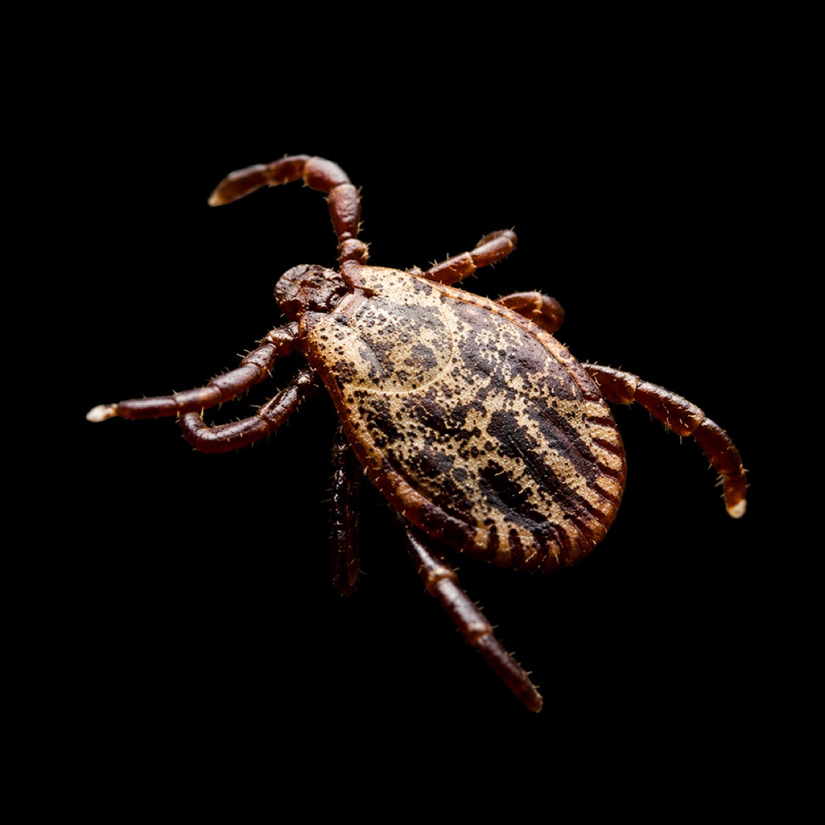 American Dog Tick, dorsal view
