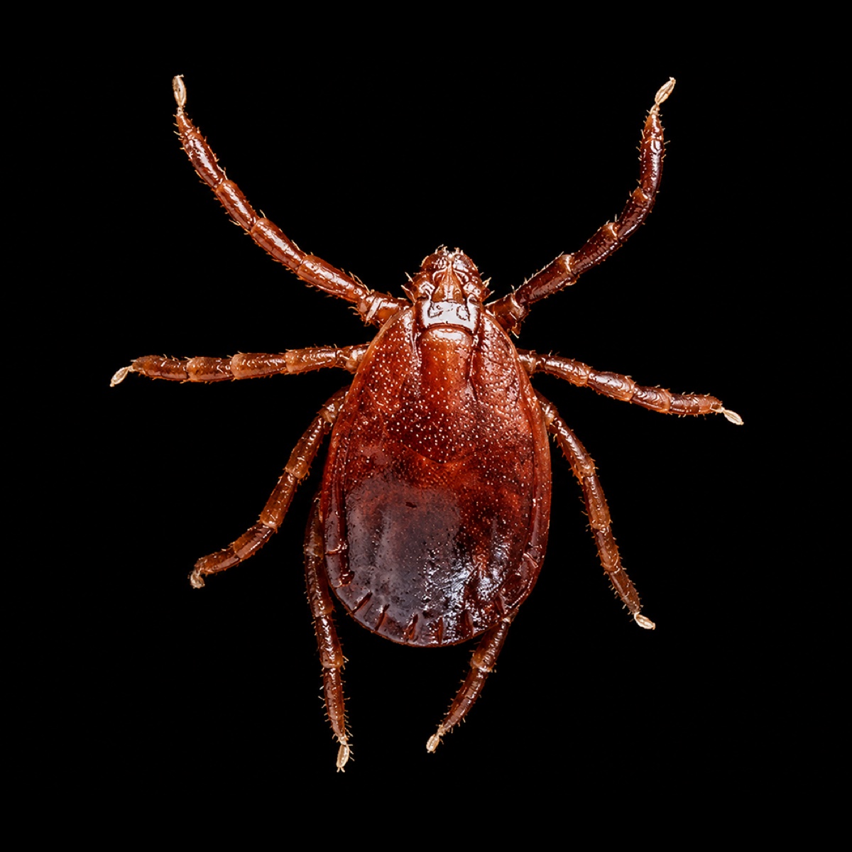 Asian Longhorned Tick, dorsal view