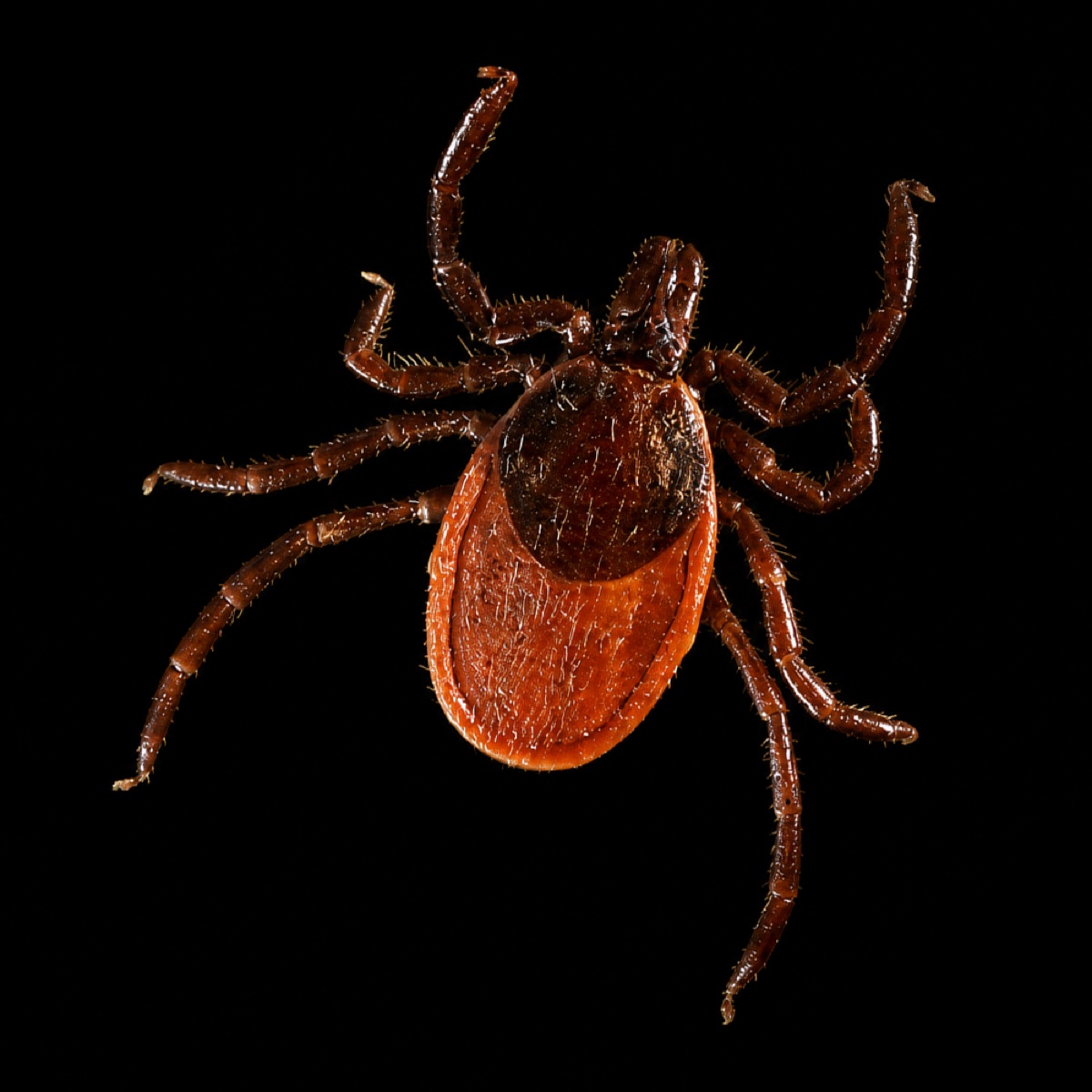 Macro photograph of a blacklegged tick