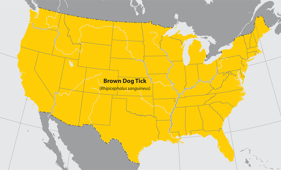 Approximate U.S. distribution of the Brown Dog Tick (Rhipicephalus sanguineus).