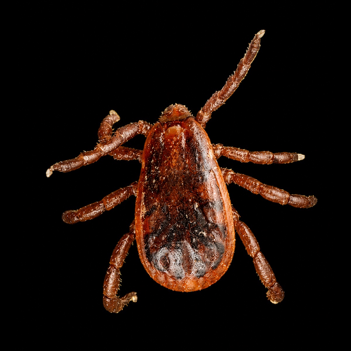 Brown Dog Tick, dorsal view