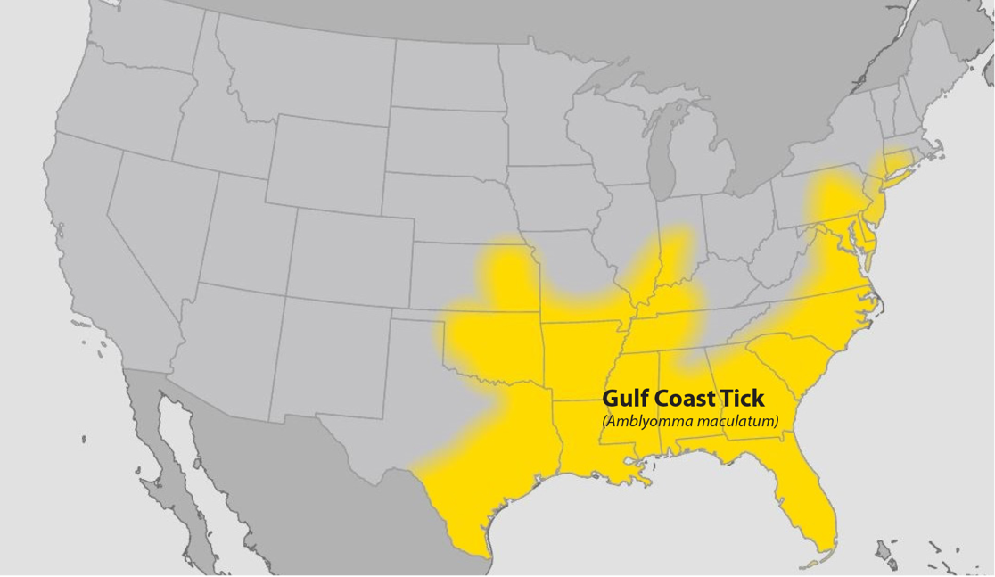 Approximate U.S. distribution of the Gulf Coast Tick (Amblyomma maculatum).
