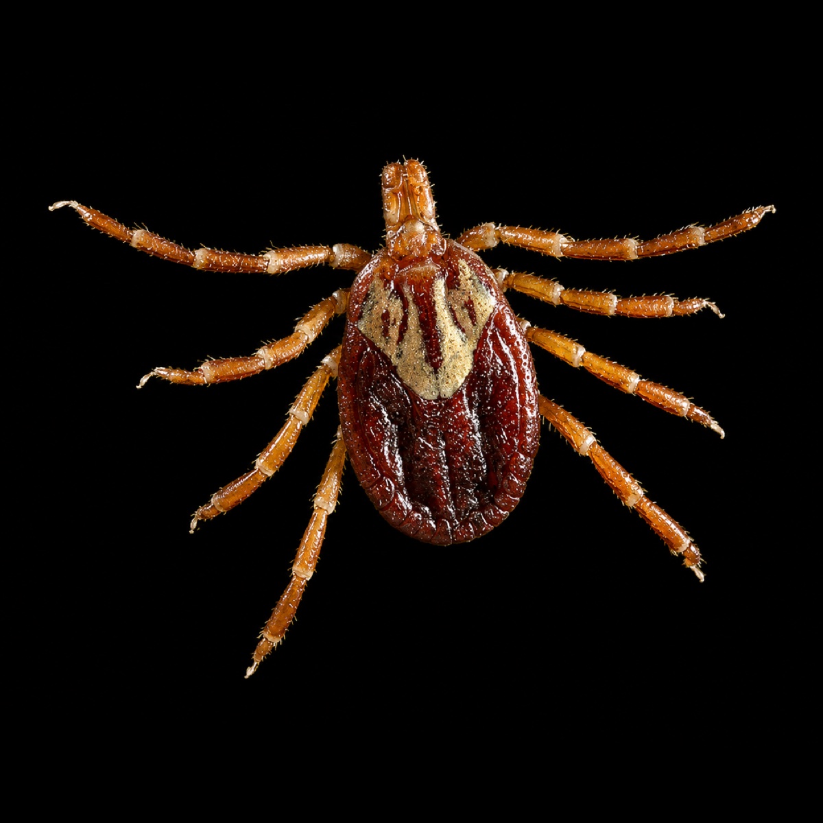 Gulf Coast Tick, dorsal view