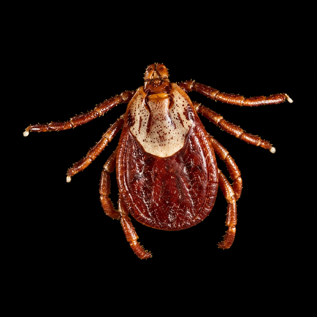 Rocky Mountain Wood Tick, dorsal view