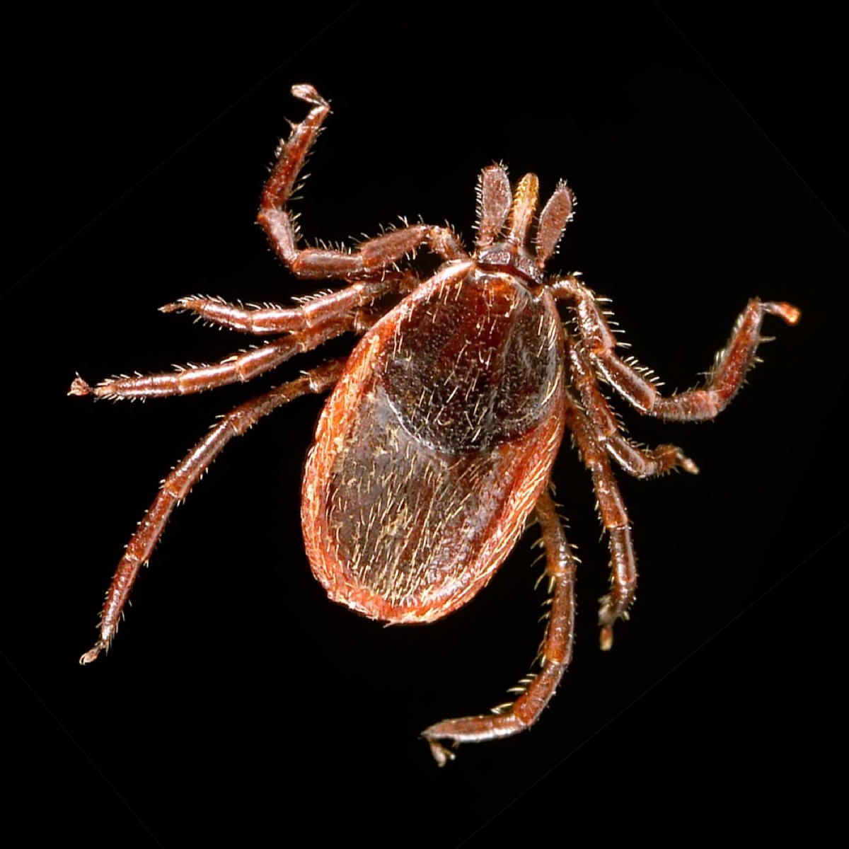 Western Blacklegged Tick, dorsal view
