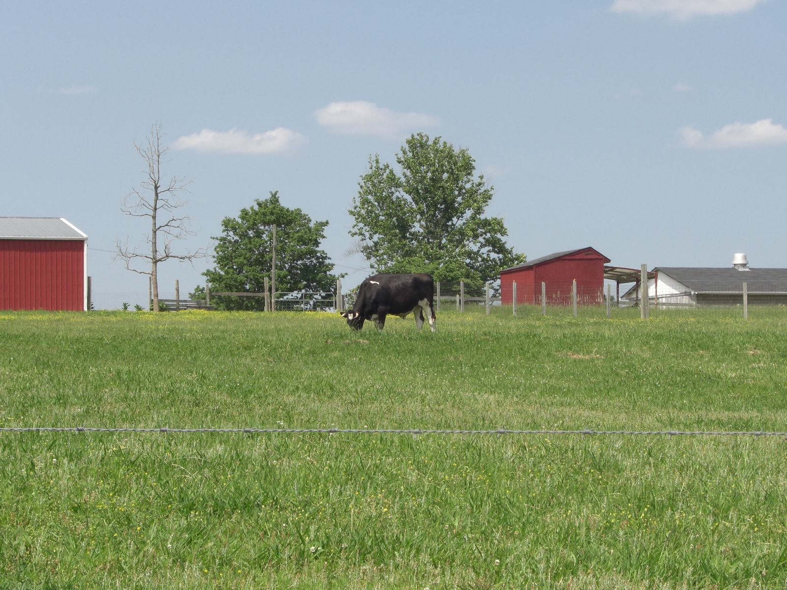 A black-and-white cow grazing in a green pasture behind a barbed-wire fence, with a red pole barn under a pale spring sky